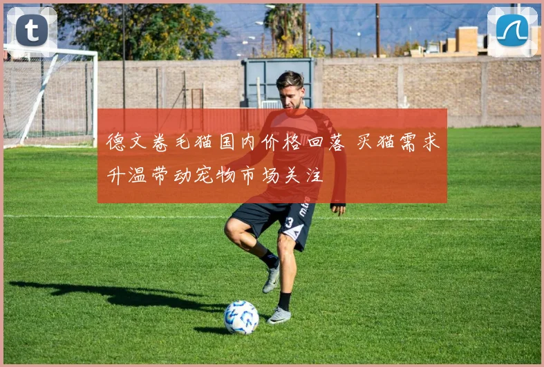 德文卷毛猫国内价格回落 买猫需求升温带动宠物市场关注